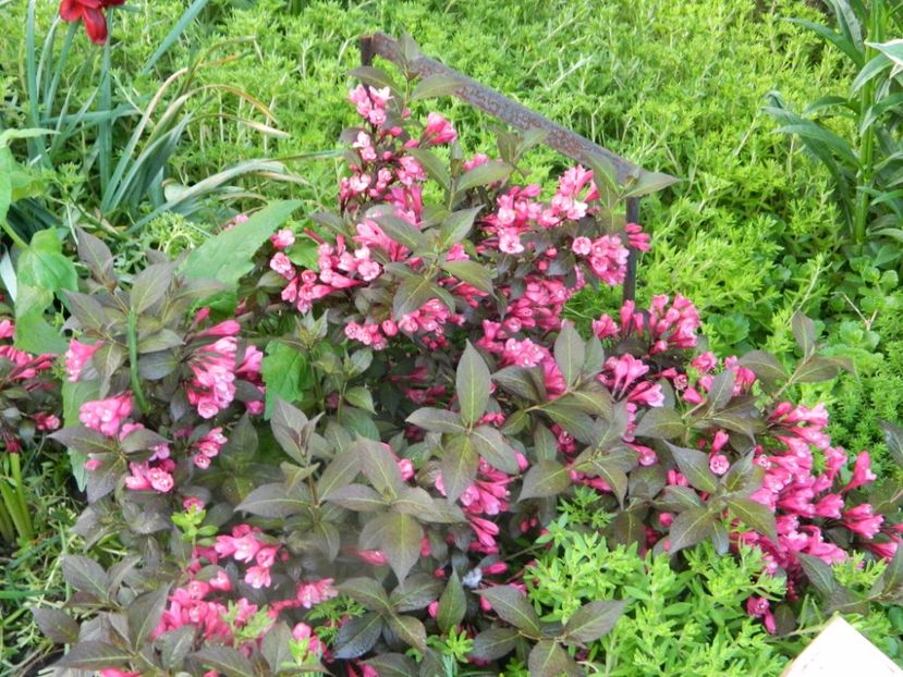 weigela nana - Mai