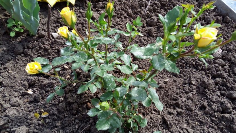 mandarin - Miniroze 2017