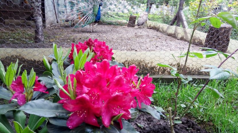 a10 (1) - Rhododendron