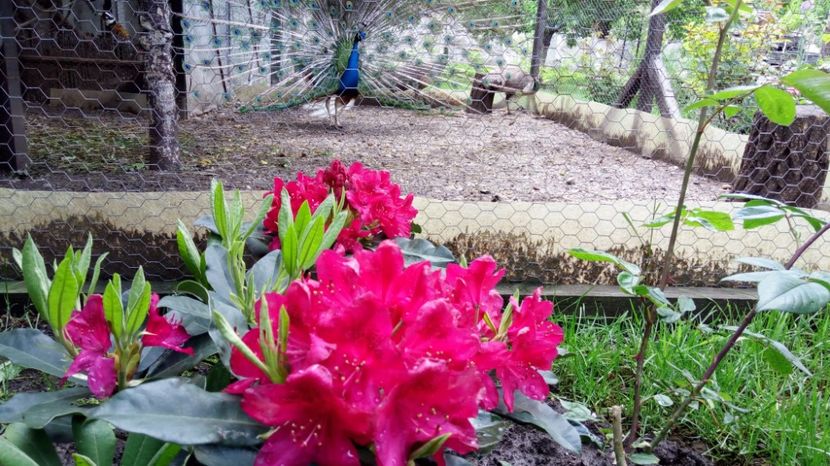 a11 - Rhododendron