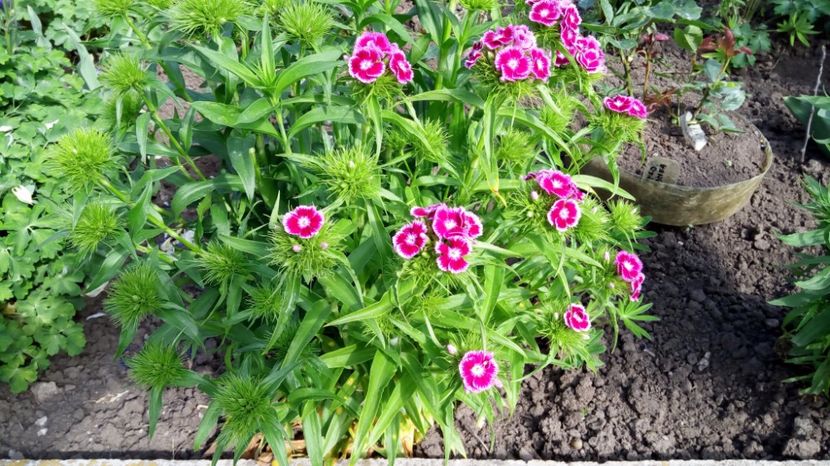 gr1 - Gradina diverse 2017