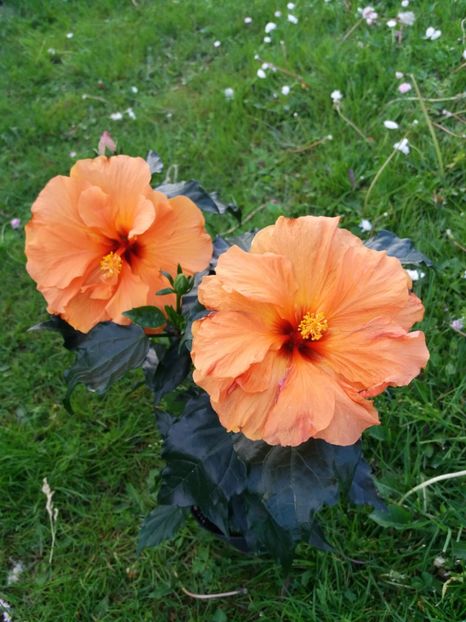  - Portocaliu dublu-Laluna