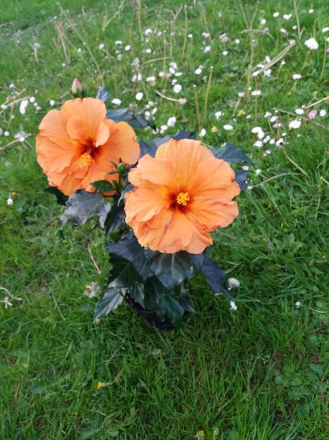  - Portocaliu dublu-Laluna