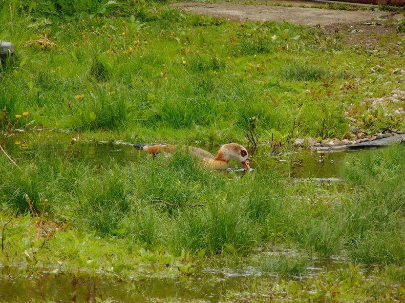 A venit Nilul la gaste - Gaste egyptene