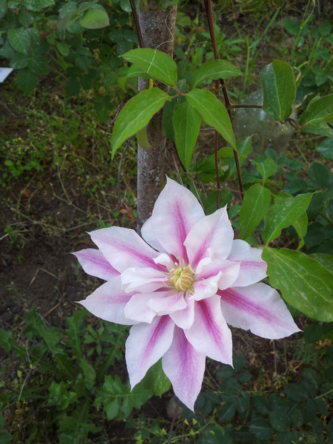  - Primavara - Vara 2017