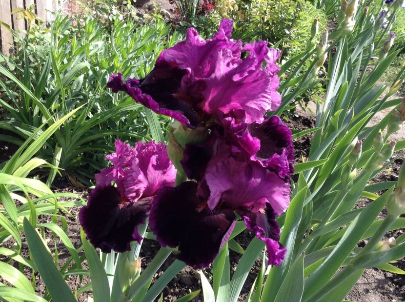 Accessible - Irisi 2017