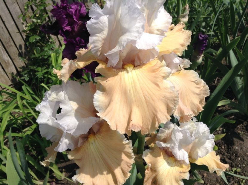 Champagne elegance - Irisi 2017