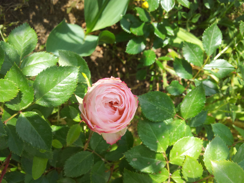  - Stephanie Baronin zu Guttenberg