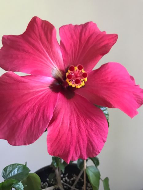 07.05.2017 - Hibiscus 2017