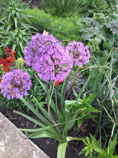  - 01-Flori din curtea mea 2017