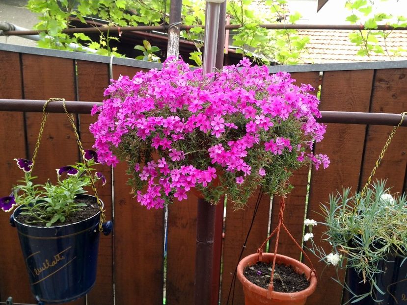 Flox curgator - Poze 2017