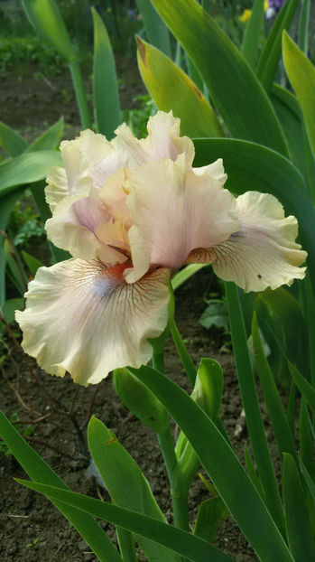 tmp_23353-20170507_104719695471031 - irisi 2017