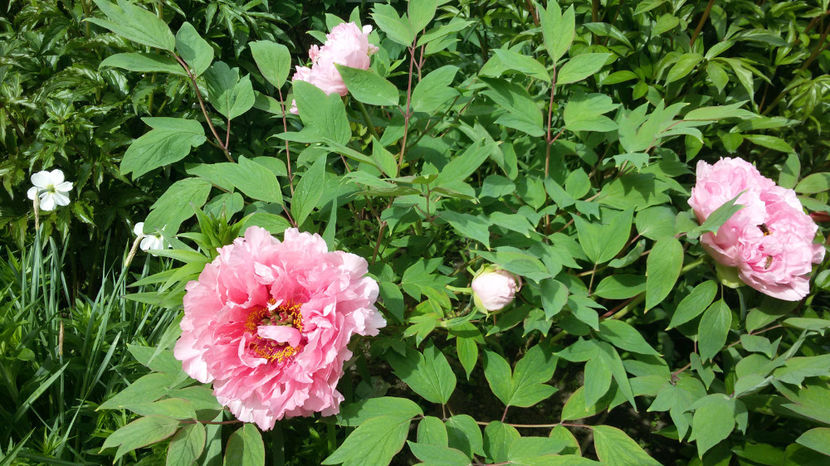 tmp_23353-20170507_1054131571021275 - primavara 2017