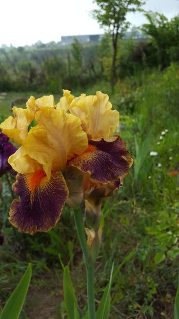 Parfumat - Irisi - 2017 in gradinita de peste drum
