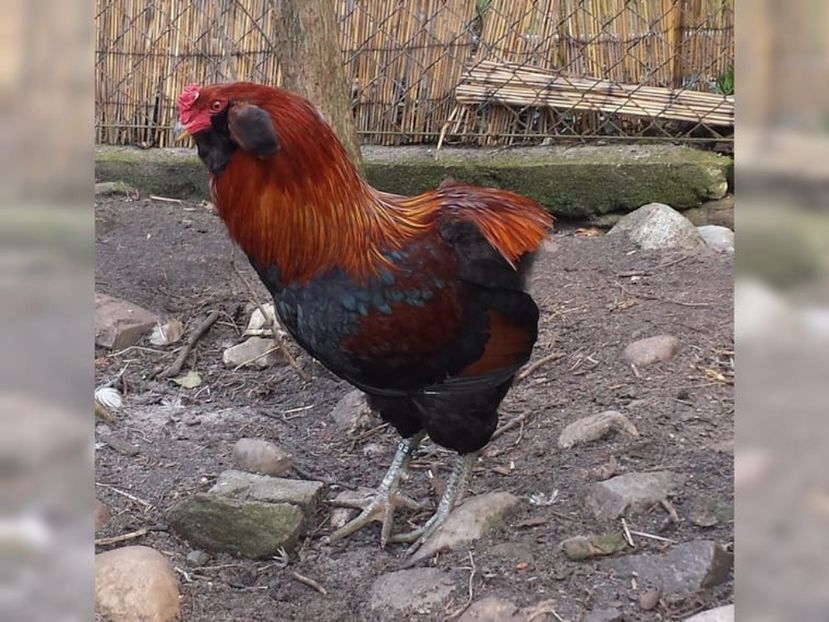 cocos - oua incubat import germania