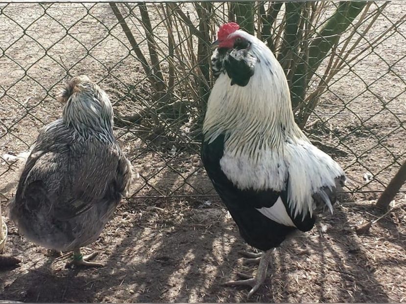 gat argintiu - oua incubat import germania