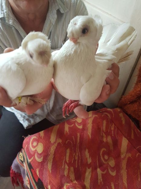  - porumbei de vanzare