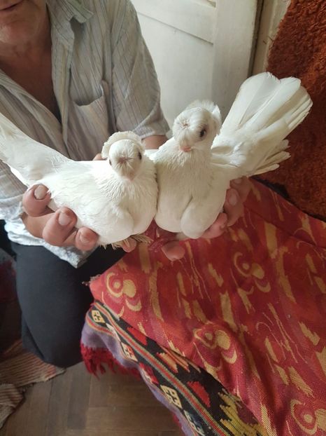  - porumbei de vanzare