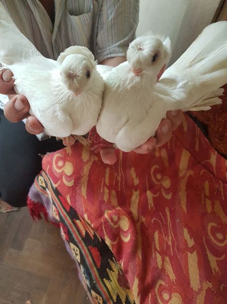  - porumbei de vanzare