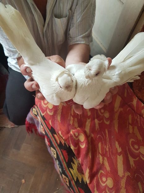  - porumbei de vanzare