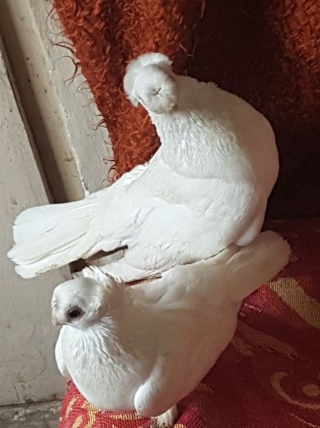  - porumbei de vanzare