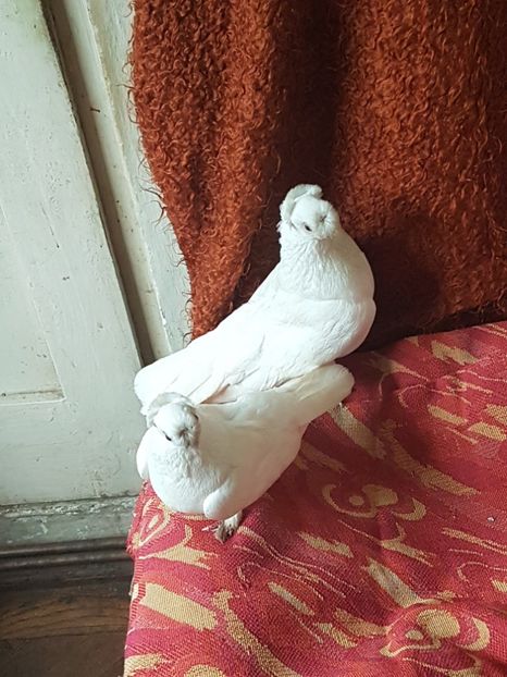  - porumbei de vanzare