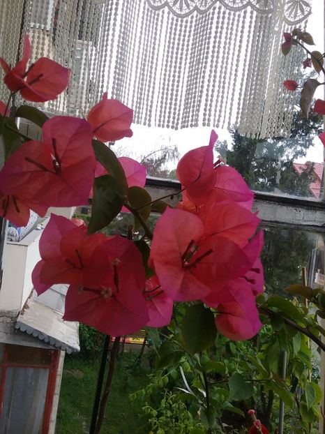  - Bougainvillea rosie-Don Mario