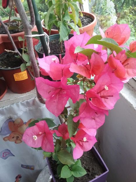  - Bougainvillea rosie-Don Mario
