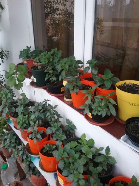  - Achimenes 2017-2018