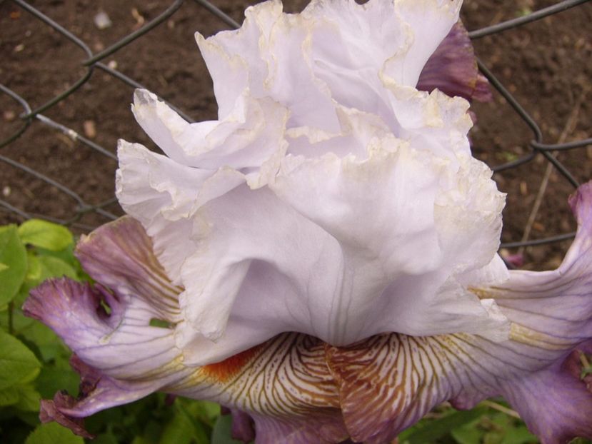 P1310112 - ANUL 2017 II