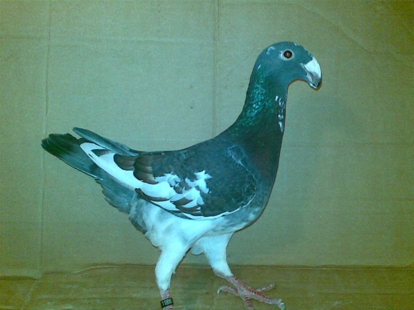 Aceasi - Matca femele 2017