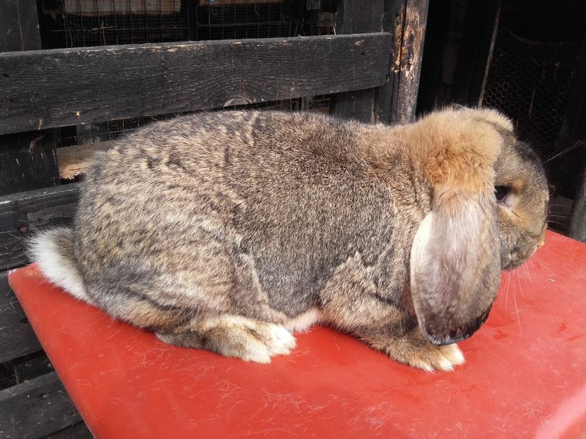 mama - cuib 1 din 29_04_2017