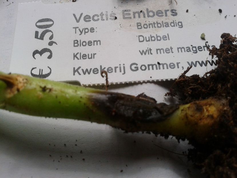 Fotografie0920_1 - hoya2 si alte plante primite