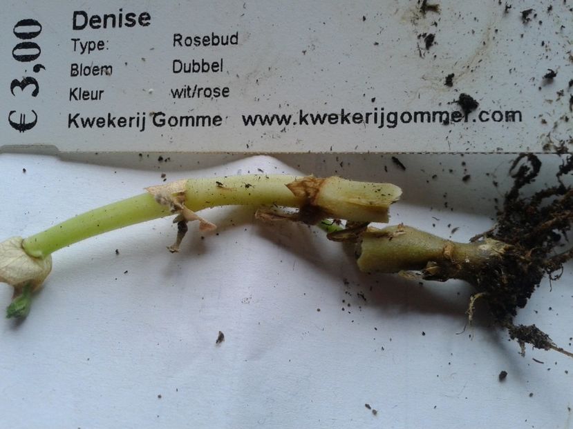 Fotografie0919_1 - hoya2 si alte plante primite