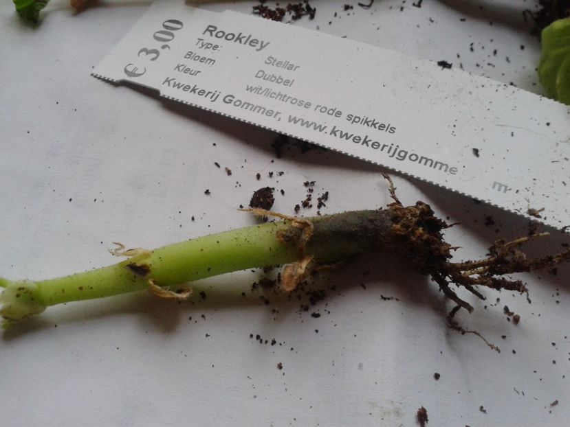 Fotografie0918_1 - hoya2 si alte plante primite