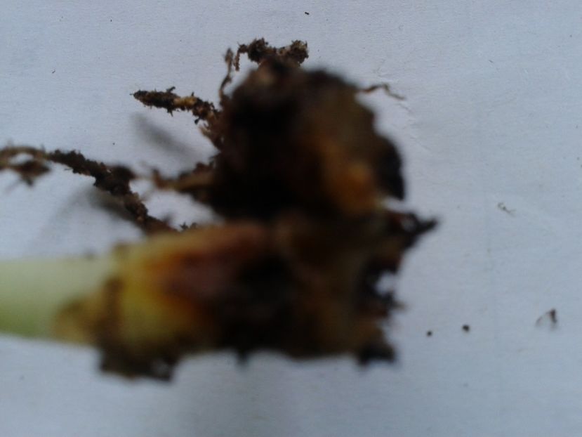 Fotografie0916 - hoya2 si alte plante primite