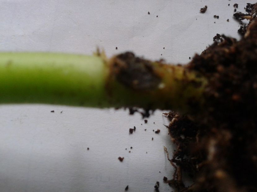 Fotografie0914 - hoya2 si alte plante primite