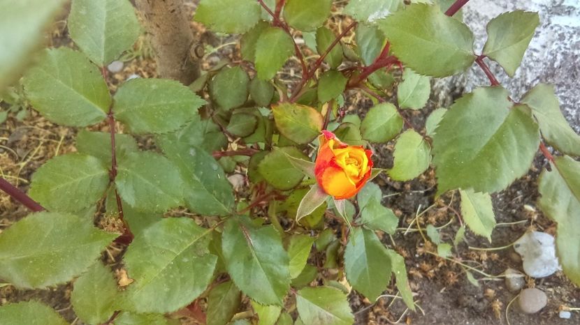  - Primul trandafir inflorit 2017