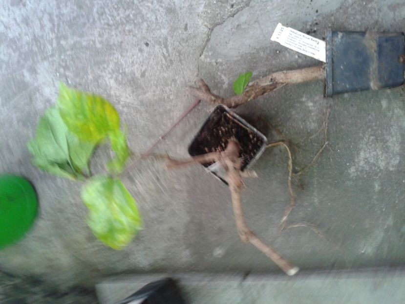 Fotografie0016_1 - hoya2 si alte plante primite