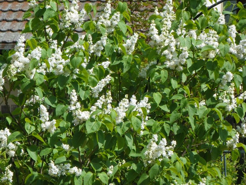 liliac alb batut - Copacei si arbusti 2017