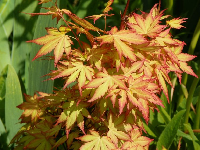 acer palmatum Katsura - Copacei si arbusti 2017