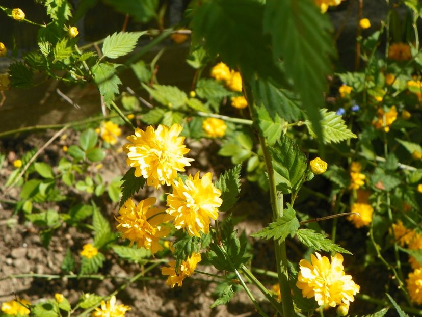 kerria japonica - Copacei si arbusti 2017