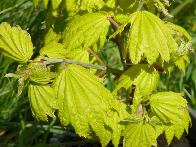 acer shirasawanum aureum - Copacei si arbusti 2017