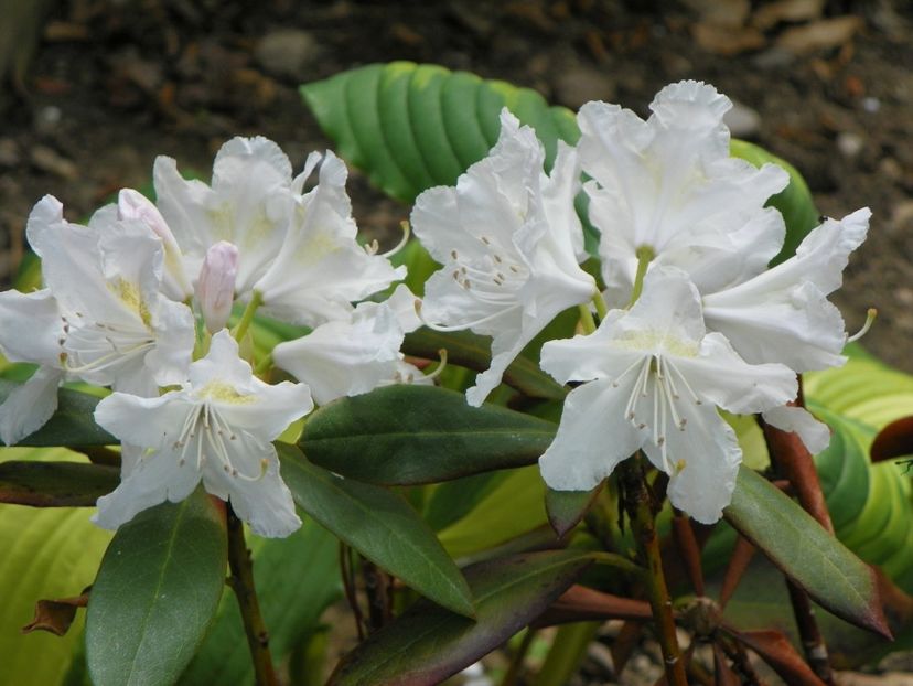 rhododendron Cunningham's White - Copacei si arbusti 2017