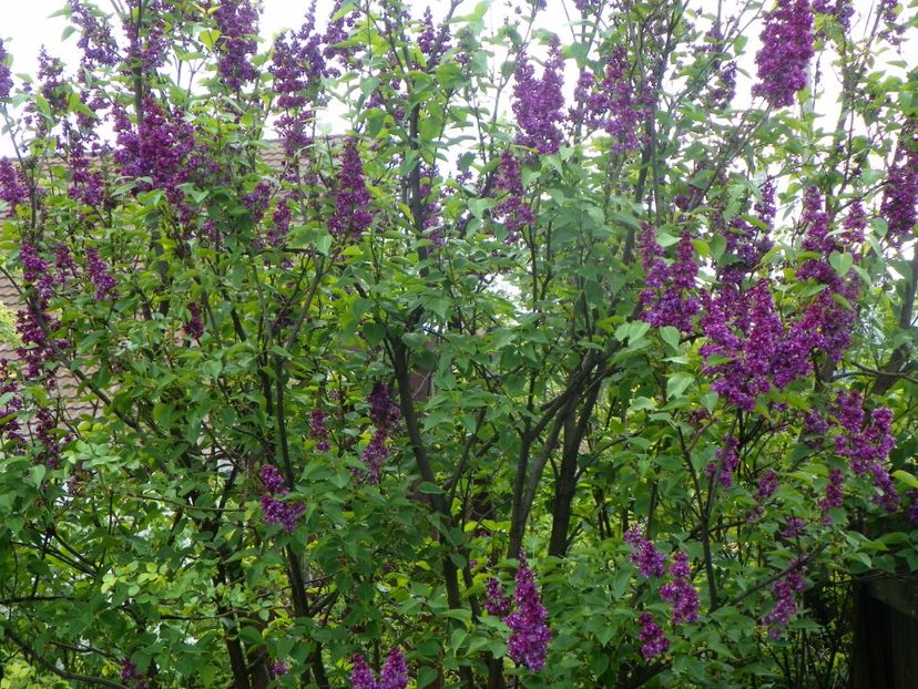 syringa Charles Joly - Copacei si arbusti 2017