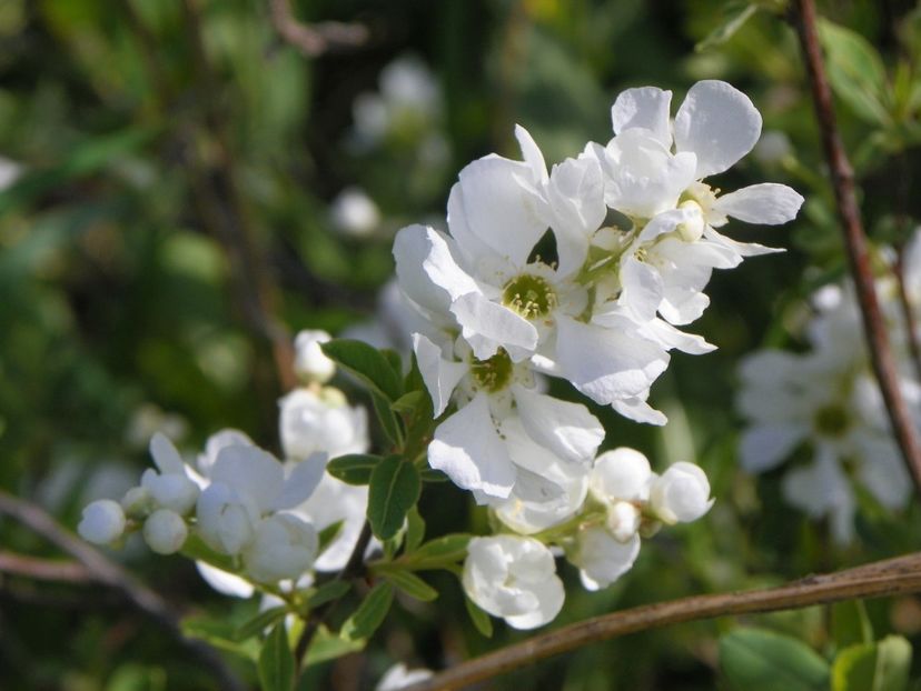 exochorda The Bride - z-Dobarland 2017