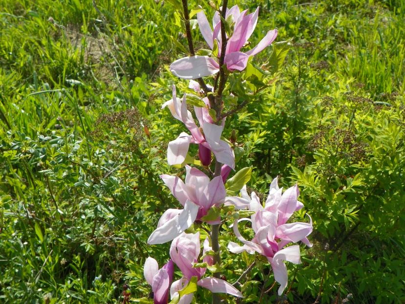 magnolia Leonard Messel - z-Dobarland 2017