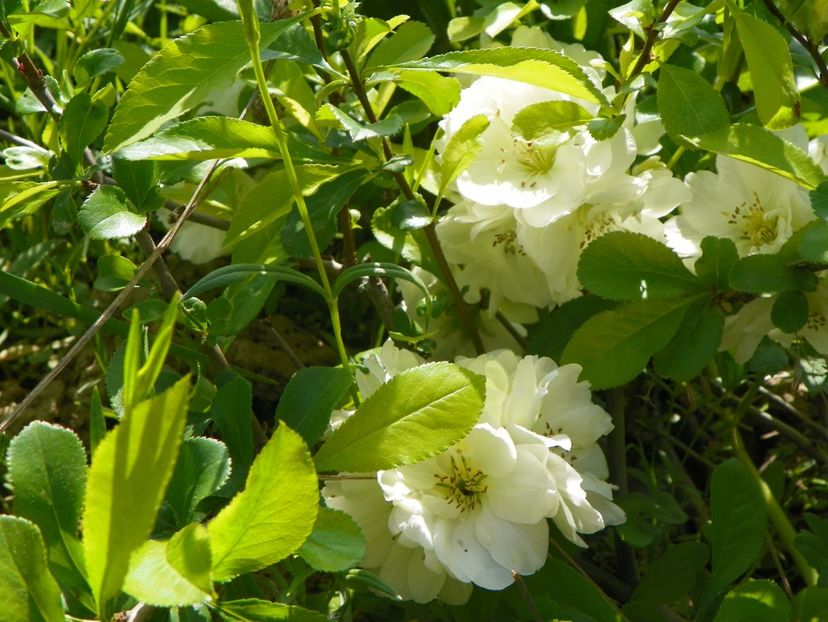 chaenomeles Yukigoten - z-Dobarland 2017