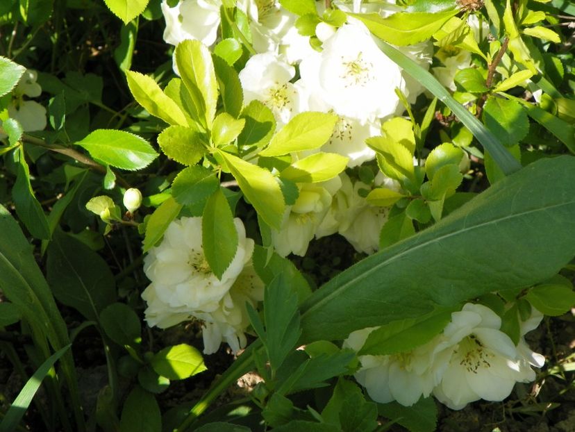 chaenomeles Yukigoten - z-Dobarland 2017