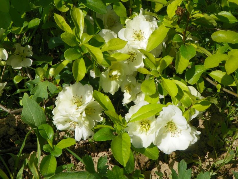chaenomeles Yukigoten - z-Dobarland 2017